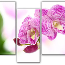 Оригинал схемы вышивки «Ветка орхидеи триптих» (№712702)