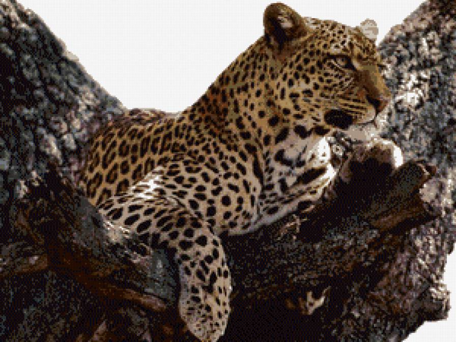 животные - предпросмотр