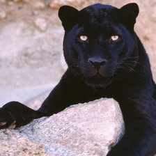 Схема вышивки «животные»