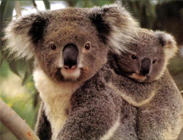 Коала - коала, животные - оригинал