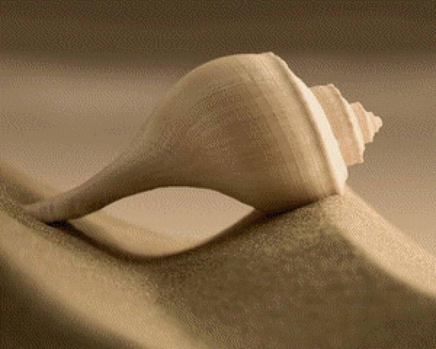 ракушка - ракушка - предпросмотр