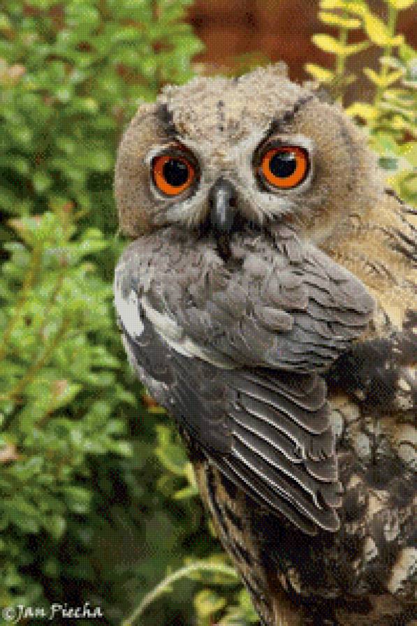 №712819 - сова, птица - предпросмотр