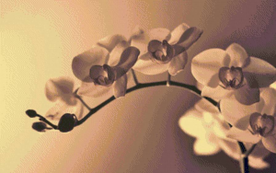 орхидея - орхидеи, цветы, сепия - предпросмотр