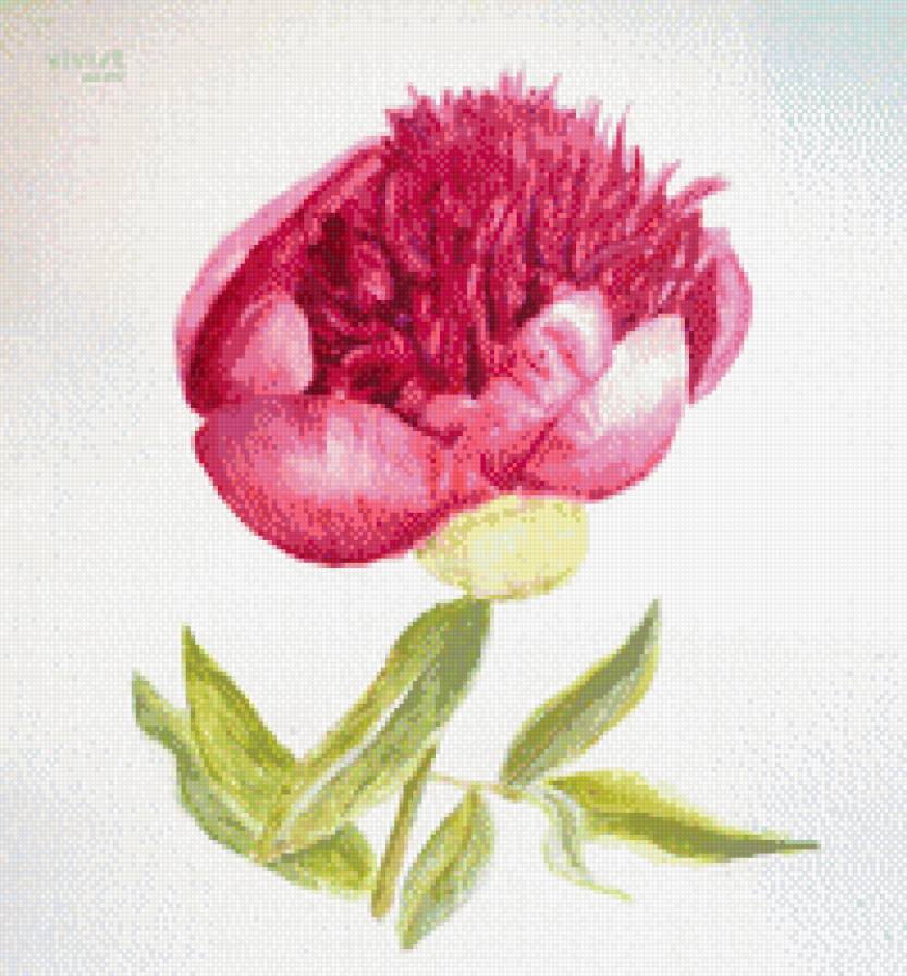 Пион - цветы, пионы, розовый - предпросмотр