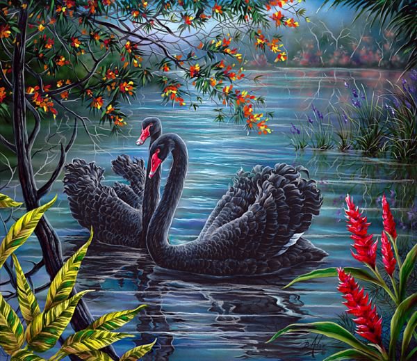 Czarne labedzie - labedzie, pejzaz, ptaki - оригинал