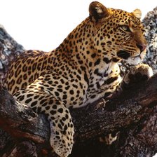 Схема вышивки «животные»