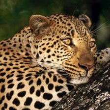 Схема вышивки «животные»