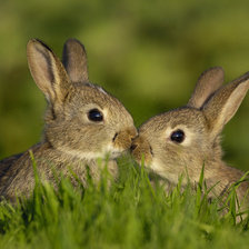 Схема вышивки «животные»