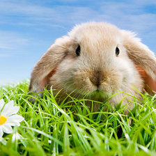 Схема вышивки «животные»