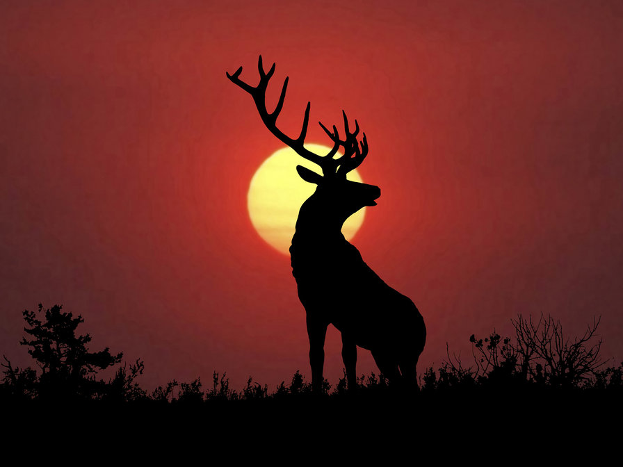 животные - оригинал