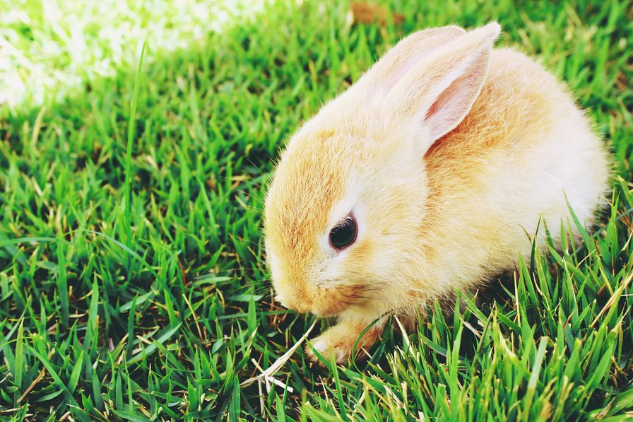 №713531 - няшки, кролик, животные, звери - оригинал