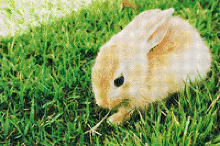 №713531 - кролик, звери, няшки, животные - предпросмотр