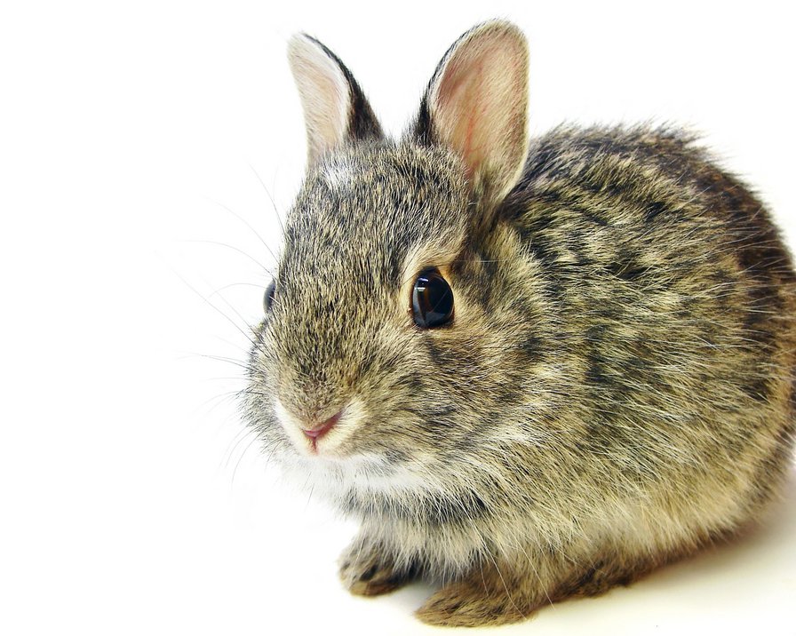 №713532 - звери, кролик, животные, няшки - оригинал