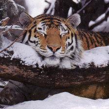 Схема вышивки «животные»