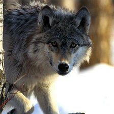 Схема вышивки «животные»