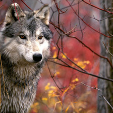 Схема вышивки «животные»