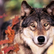 Схема вышивки «животные»