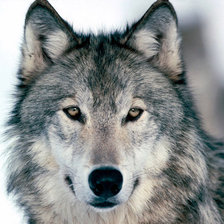 Схема вышивки «животные»