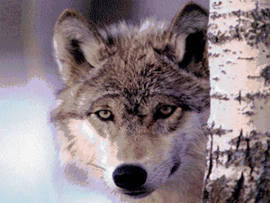 животные - предпросмотр