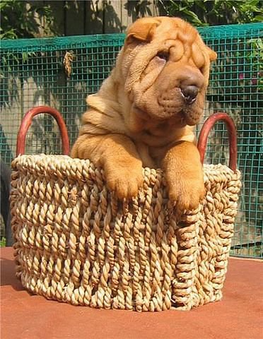 животные - оригинал