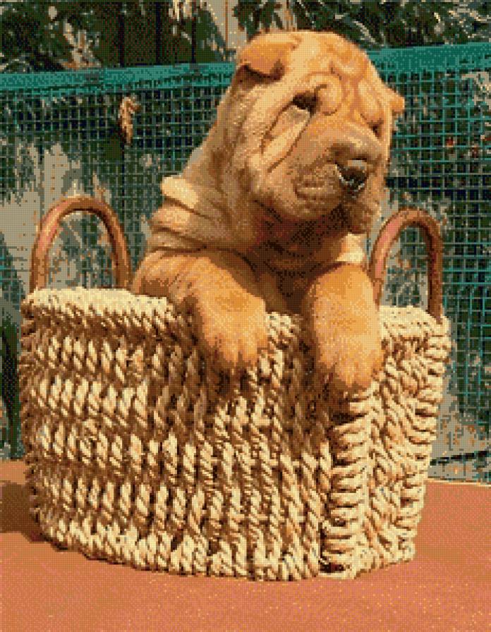 животные - предпросмотр