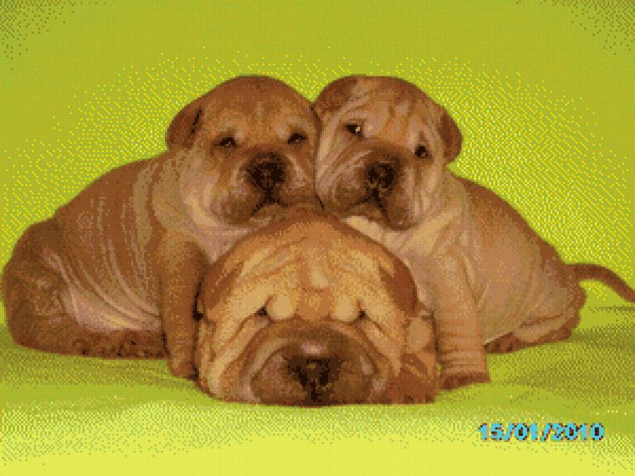 животные - предпросмотр