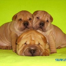 Схема вышивки «животные»