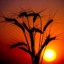 Схема вышивки «природа»