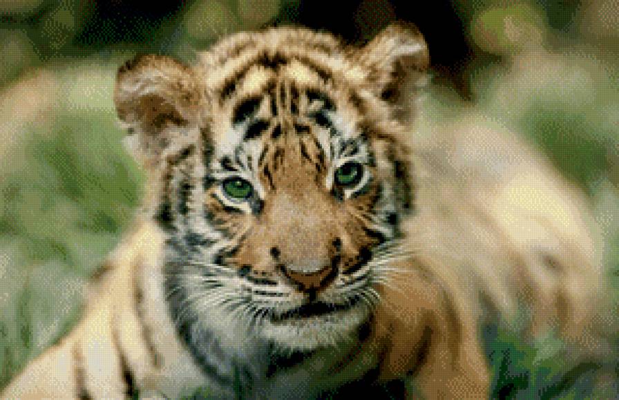 Тигренок - хищники, животные, тигренок, тигр, большие кошки - предпросмотр