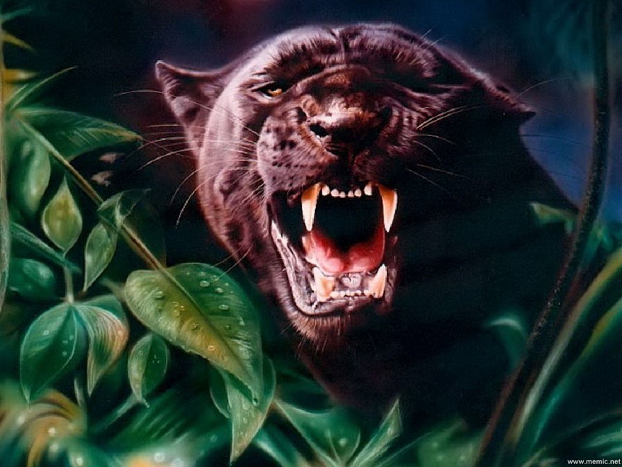 Пантера - природа, животные, кошки - оригинал