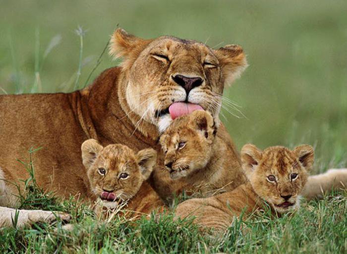 Львица и львята - львенок, дикие животные, большие кошки, хищники, лев, львица - оригинал