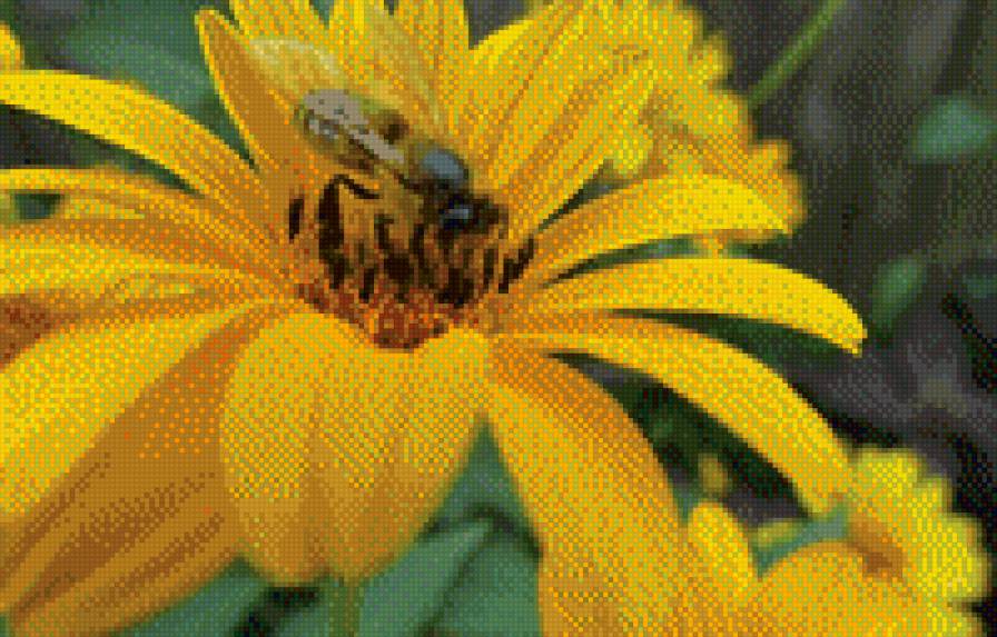 Пчелка - насекомые, природа, животные - предпросмотр