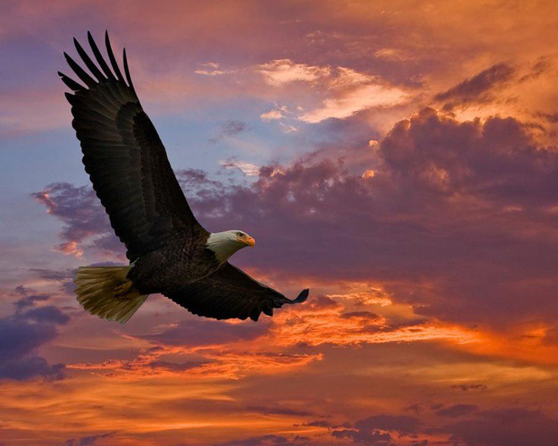 на безымянной высоте - полет, рассвет, орел, птица, закат, небо - оригинал