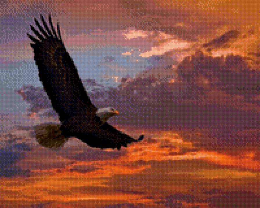 на безымянной высоте - полет, рассвет, птица, закат, орел, небо - предпросмотр