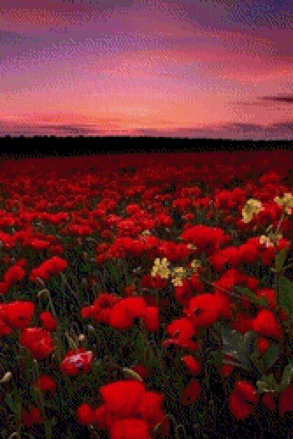 Маки - природа, пейзаж, маки, цветы - предпросмотр