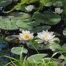 Схема вышивки «№714442»