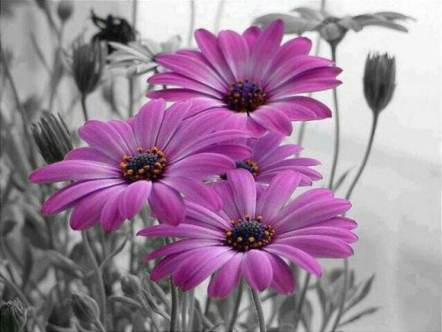 №714555 - цветы - оригинал