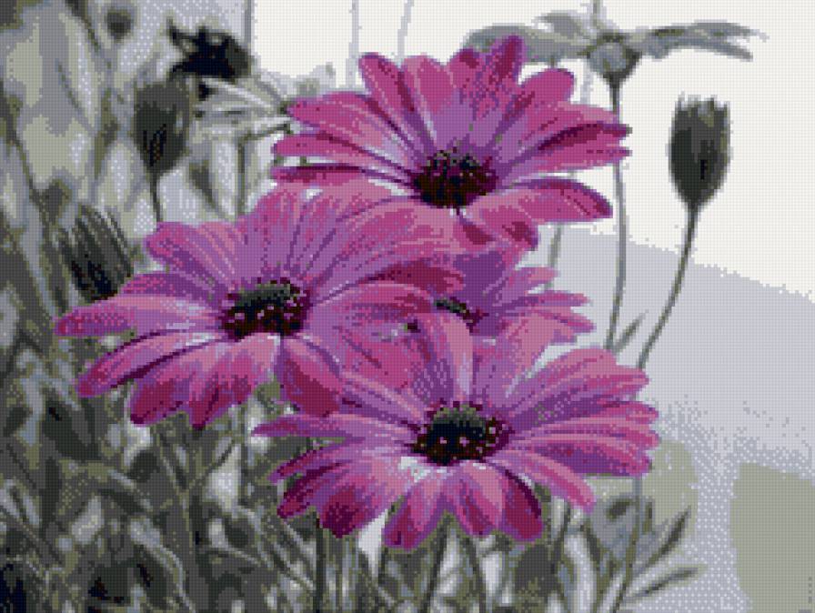 №714555 - цветы - предпросмотр