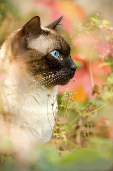 британец колор-пойнт - сиамец, кот, сиамский - оригинал