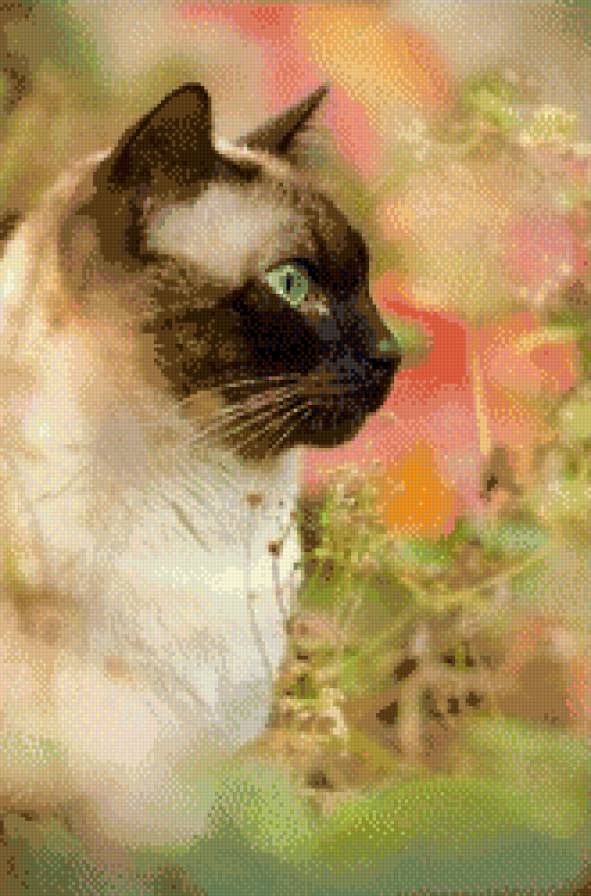 британец колор-пойнт - сиамский, сиамец, кот - предпросмотр