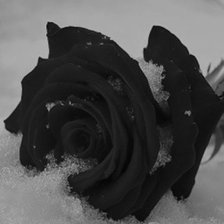 Оригинал схемы вышивки «Чёрная роза» (№714603)