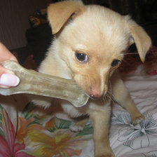 Схема вышивки «Златуня»