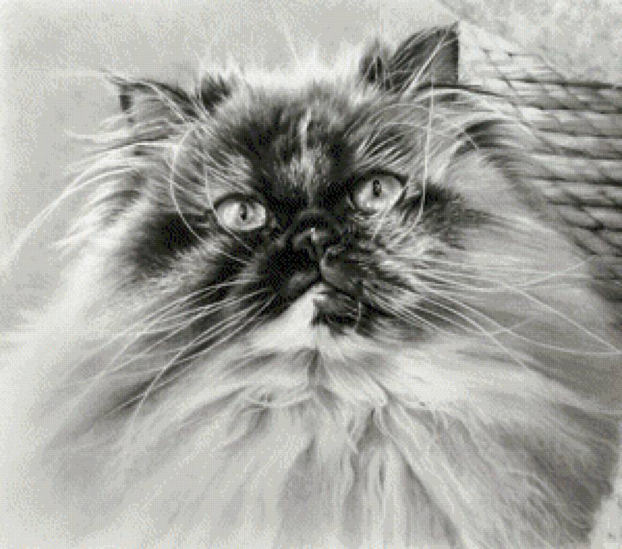 №714746 - животное, морда, кот, кошка, черно-белое - предпросмотр