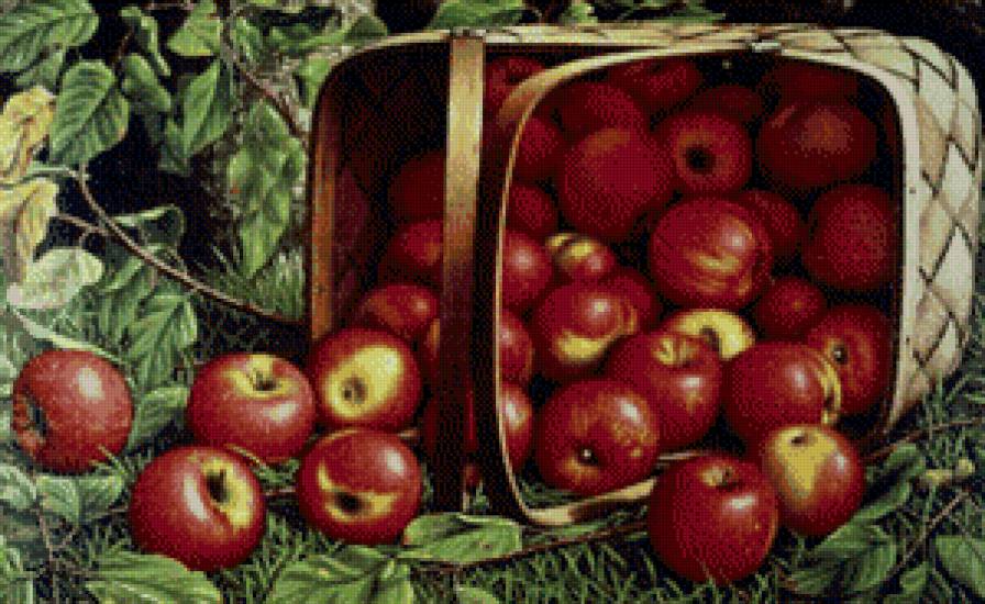 Сочные яблочки - корзина, корзинка, фрукты, природа, яблоки - предпросмотр