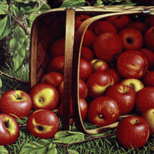 Сочные яблочки