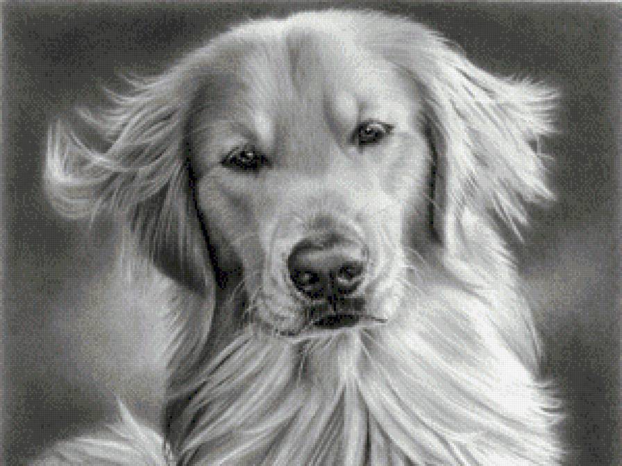 №714755 - друг, шерсть, черно-белое, собака, животное - предпросмотр