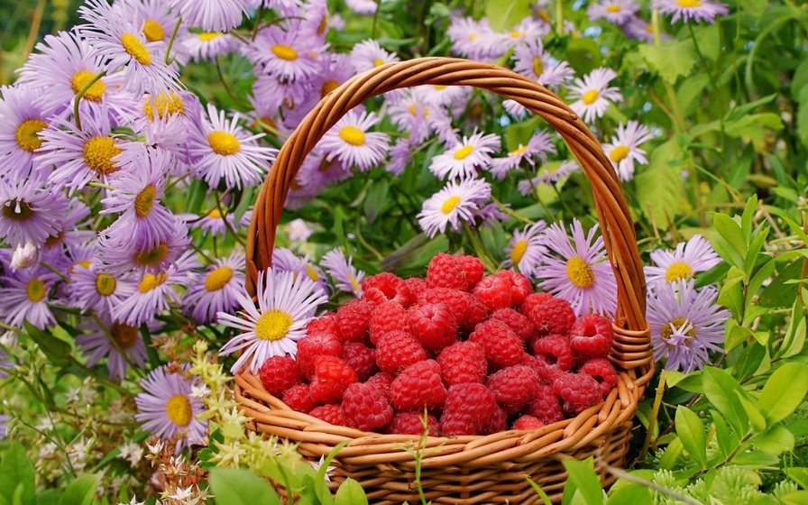 Малинка в ромашках - ромашки, природа, ягоды, цветы, малина - оригинал