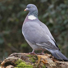 Схема вышивки «Серый голубь»