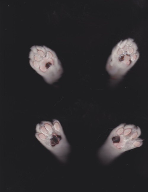 лапки - животные, коты - оригинал