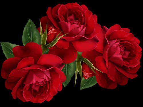 розы - цветы - оригинал